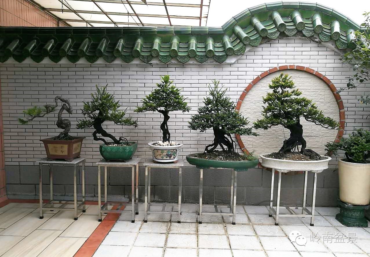 大型艺术盆景作品,岭南悬崖盆景作品欣赏