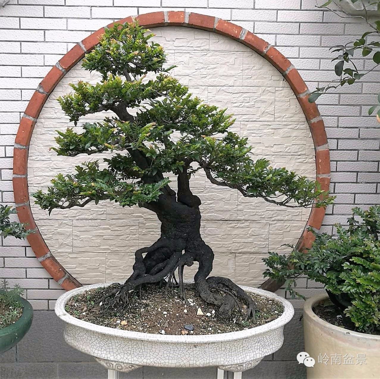 大型艺术盆景作品,岭南悬崖盆景作品欣赏