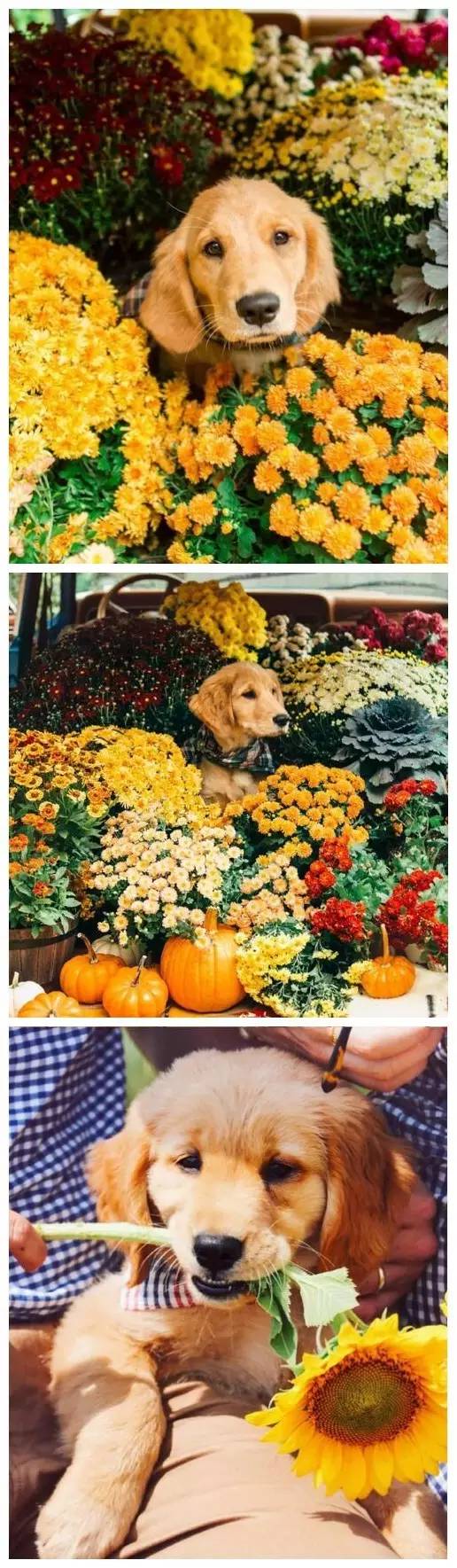 养了一只金毛和哈士奇,我想养一只金毛