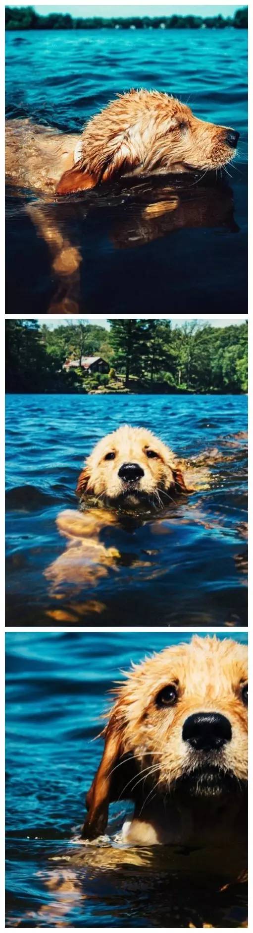 养了一只金毛和哈士奇,我想养一只金毛