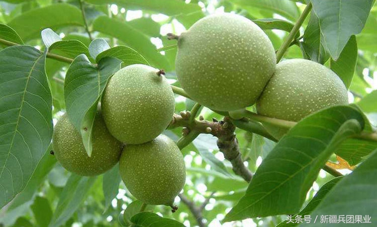 没打过底的核桃还有救吗,没打过基底的核桃