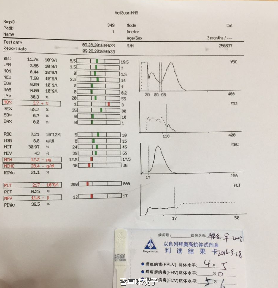 下雨天救助流浪猫,救助流浪猫一定要给猫咪定期驱虫