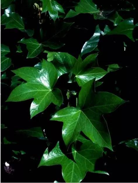 15个高颜值花园庭院设计,冬日无阳光的后花园庭院设计