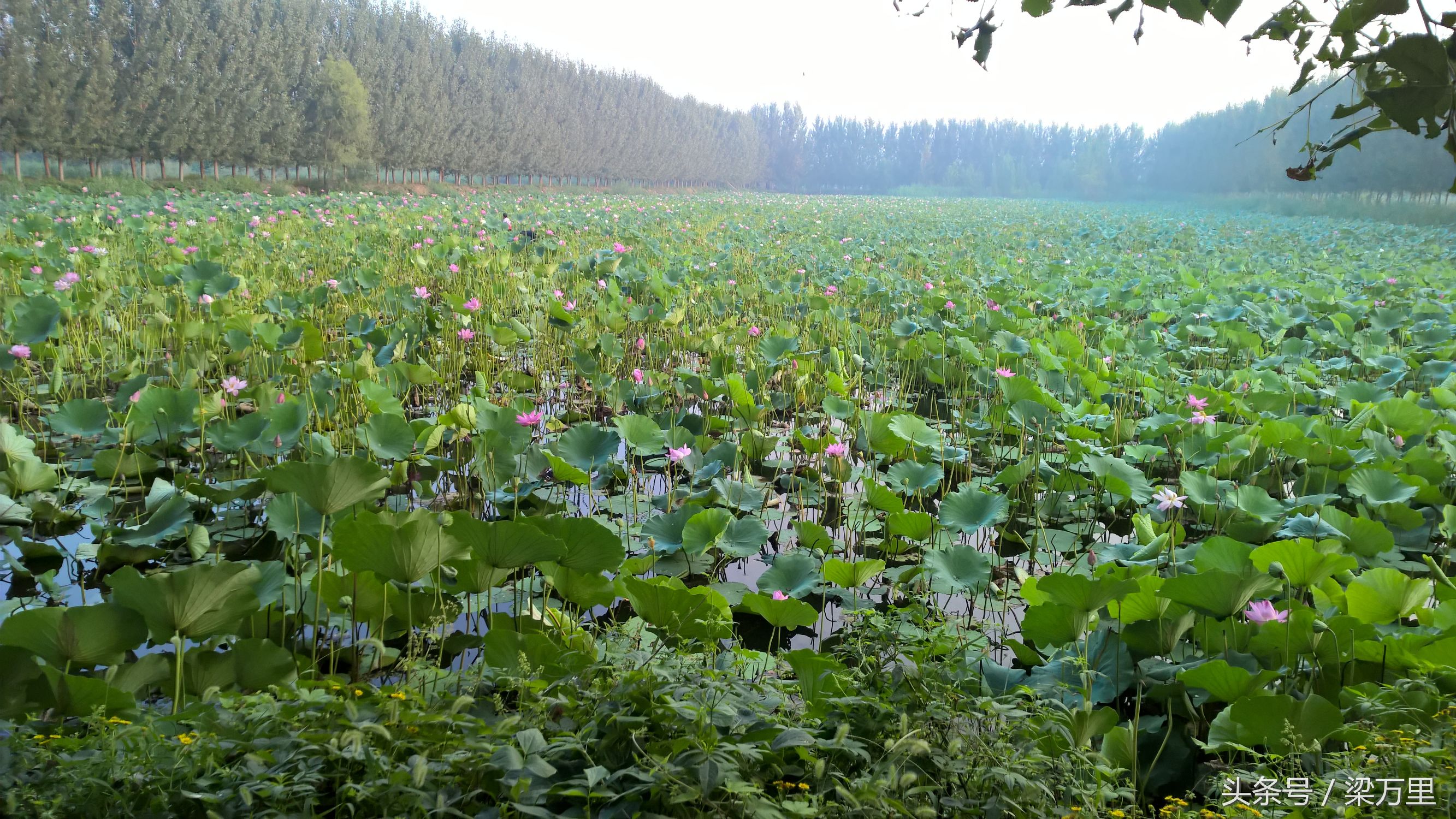 诺基亚lumia930测评,诺基亚lumia1020和930拍照对比