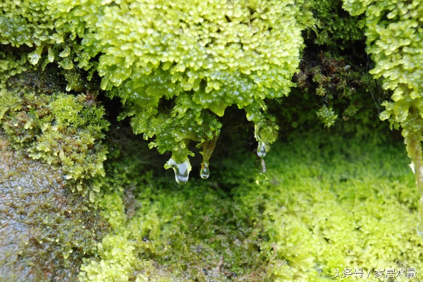 家居水景之苔藓养护关注事项及常见问题