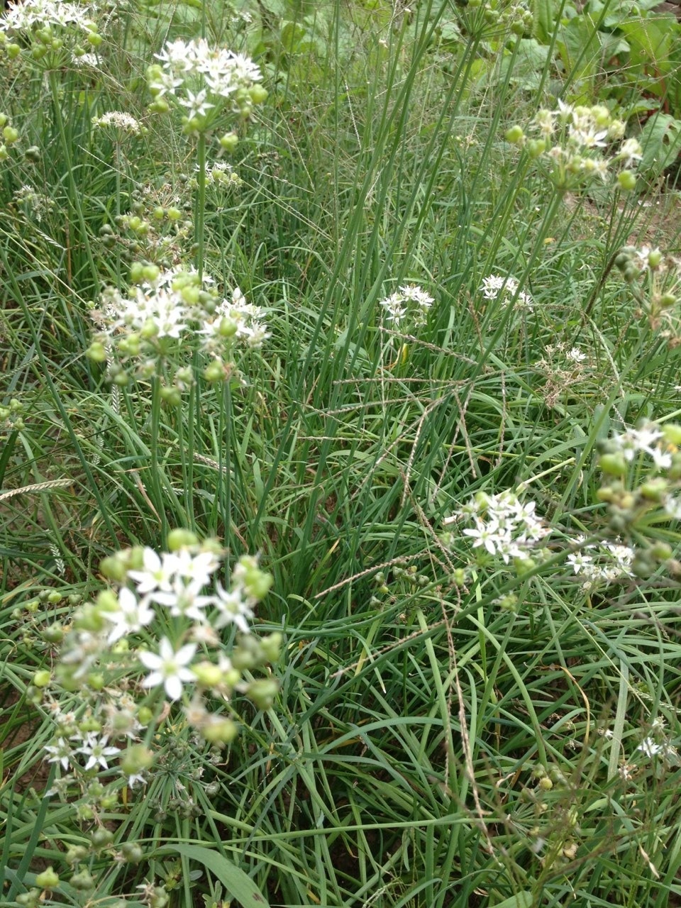 韭菜开的花,韭菜里面的花