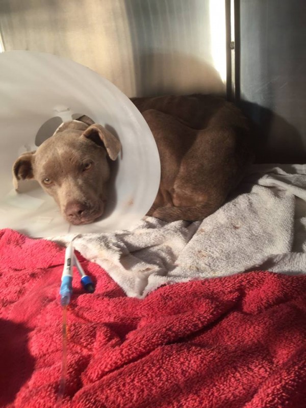 他们想这只狗一定恨透了人类，但兽医进入狗笼后，证明了一件事情