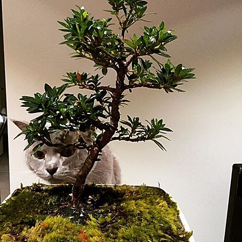 “盆景猫”这种虐猫网站为什么关不掉？！