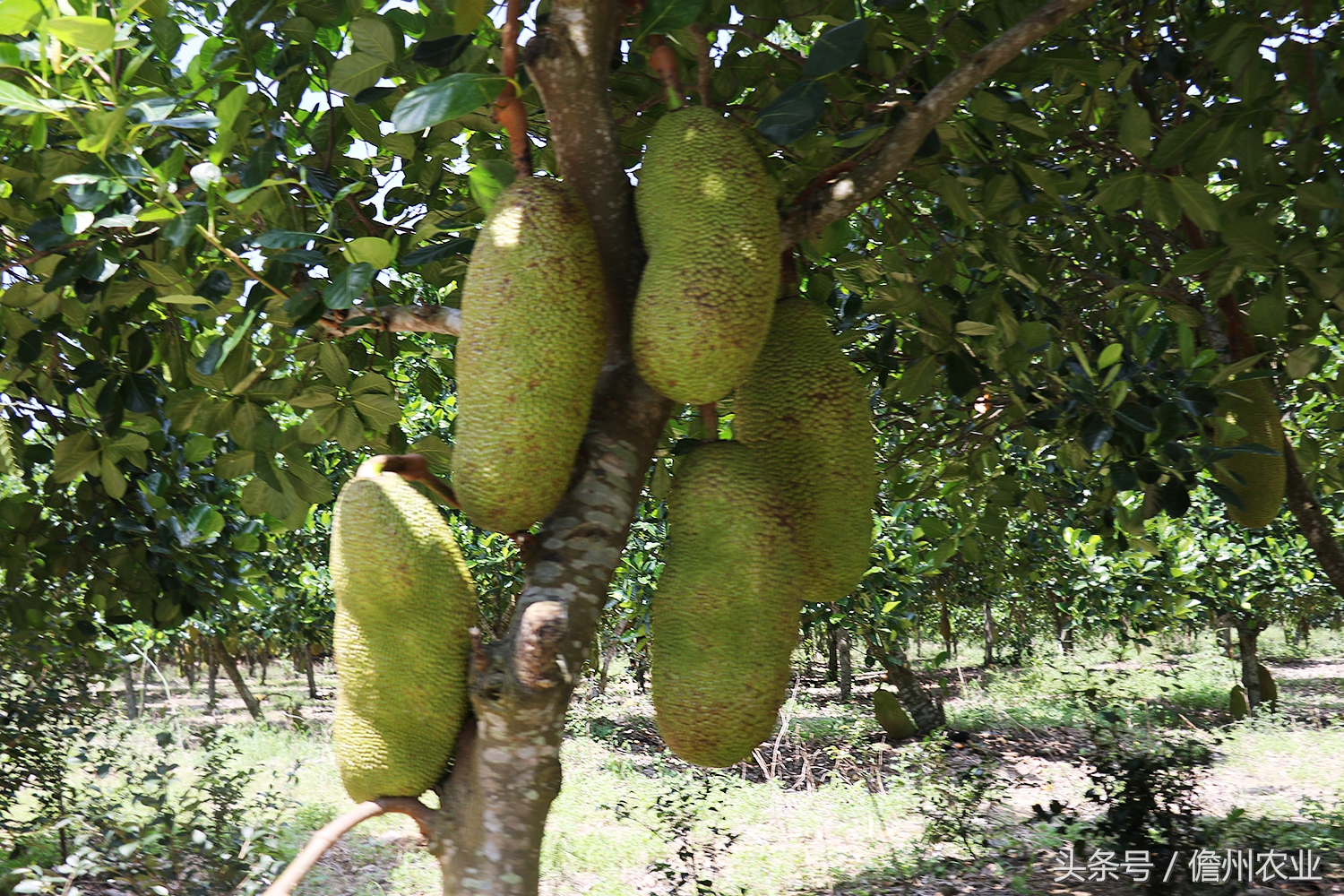 菠萝蜜是什么味道的怎么形容,菠萝蜜没什么味道是怎么回事