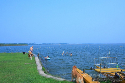 国庆带狗狗适合去哪玩,国庆狗狗出去浪