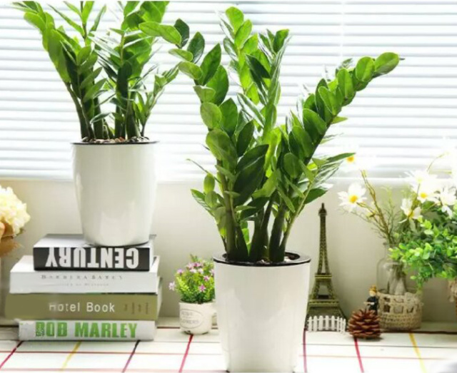 家里转运风水植物可以养哪些,风水摆放哪些植物招财转运