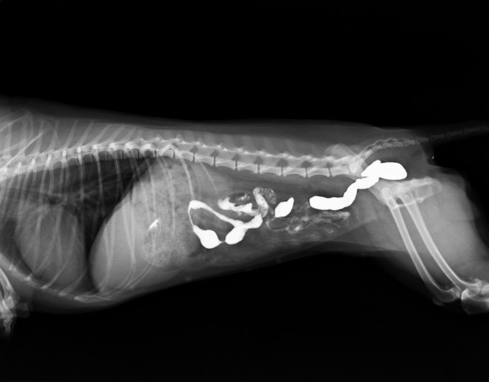 泰迪狗经常呕吐是胃癌吗,小泰迪狗为什么呕吐而且还拉血了