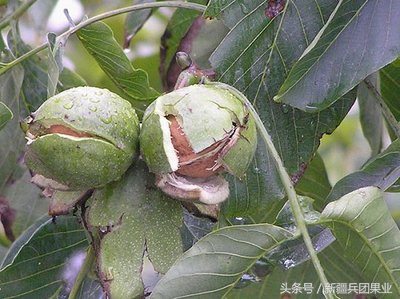 没打过底的核桃还有救吗,没打过基底的核桃