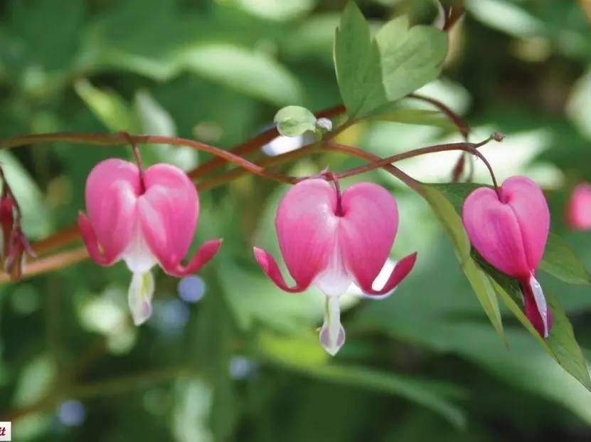 15个高颜值花园庭院设计,冬日无阳光的后花园庭院设计