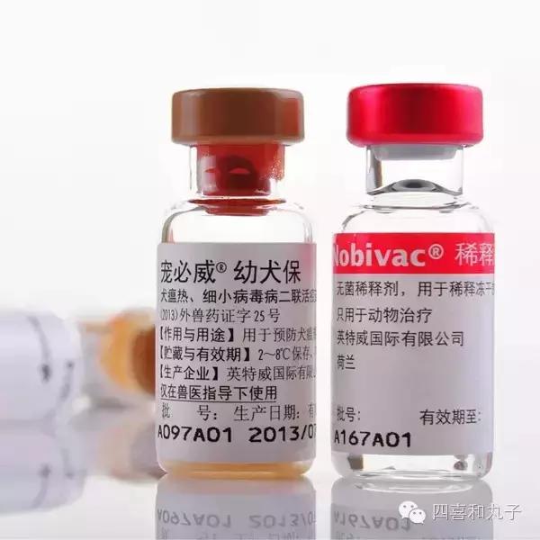 为什么狗狗打完疫苗就招虫,狗狗打完疫苗为什么像疯了一样