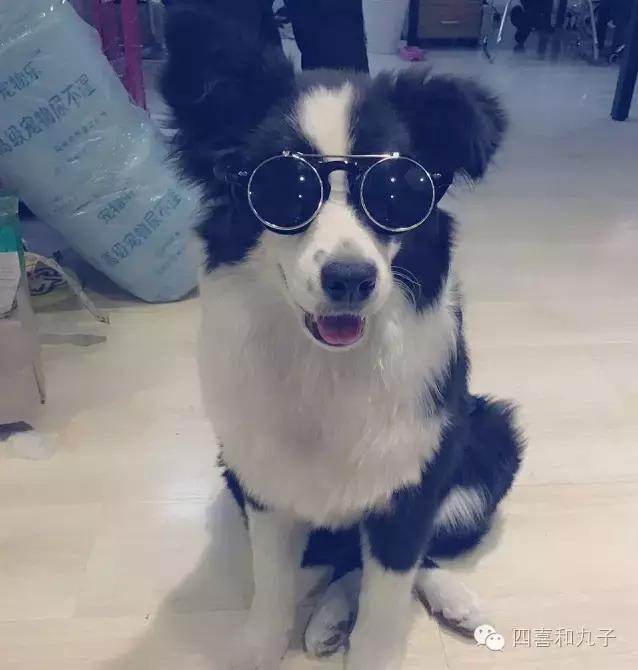 为什么狗狗打完疫苗就招虫,狗狗打完疫苗为什么像疯了一样