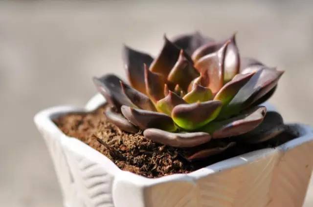 黑王子、观音莲、姬胧月养护教程