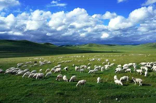 滋补养生的羊蝎子,秋风起要进补