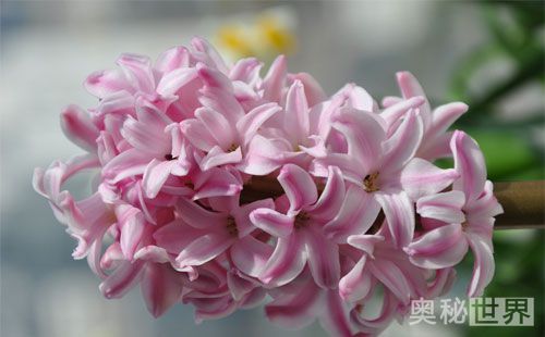 风信子水培开完花后处理流程,水培风信子开花后种球怎么处理