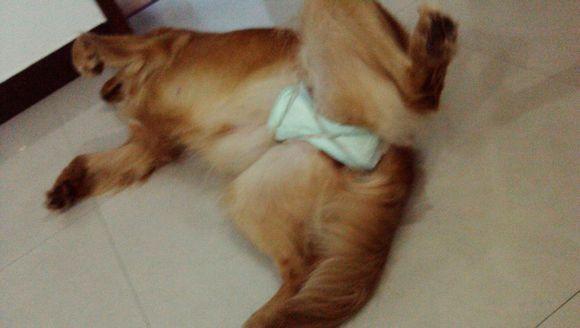 狗狗身上有皮肤病有味道怎么处理,狗狗身上有药味