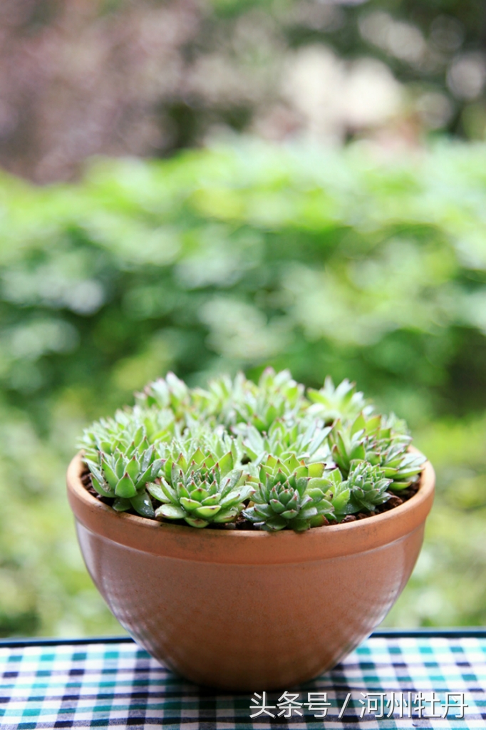 河州牡丹—佛坐莲花，新鲜雅致