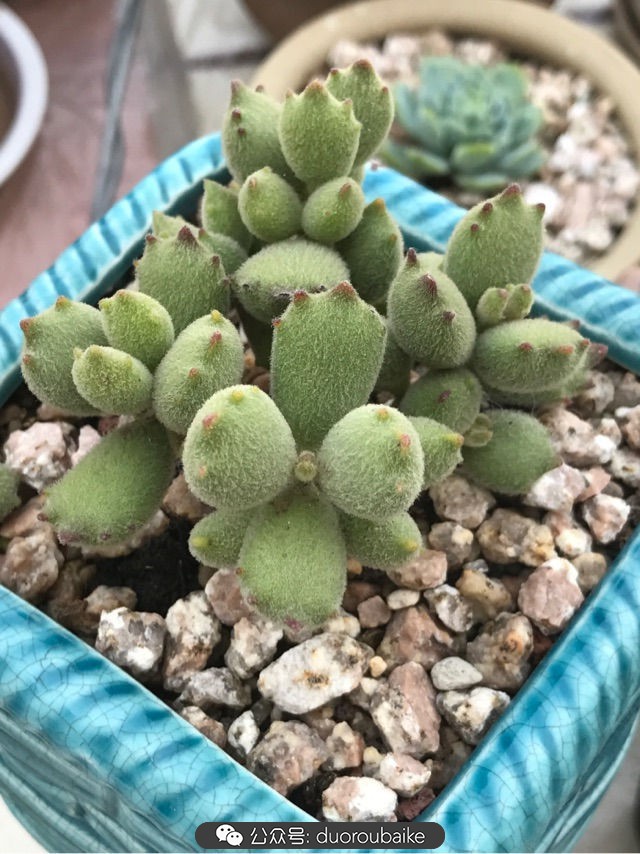 温差大多肉怎么会上色,温差大多肉才能出锦吗