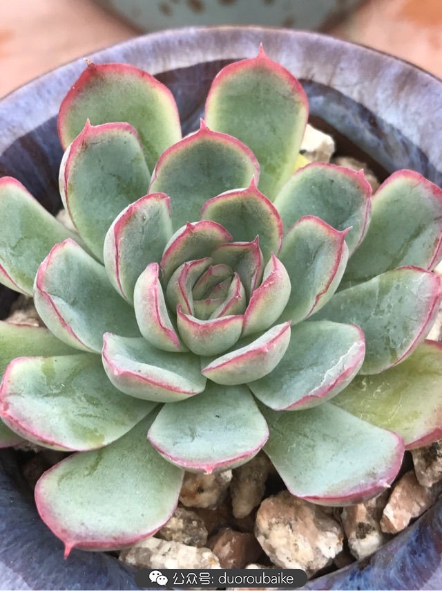 温差大多肉怎么会上色,温差大多肉才能出锦吗