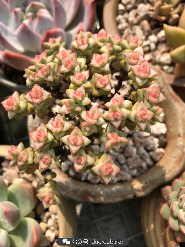 温差大多肉怎么会上色,温差大多肉才能出锦吗