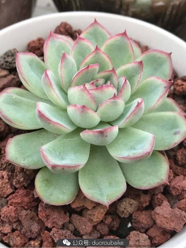 温差大多肉怎么会上色,温差大多肉才能出锦吗