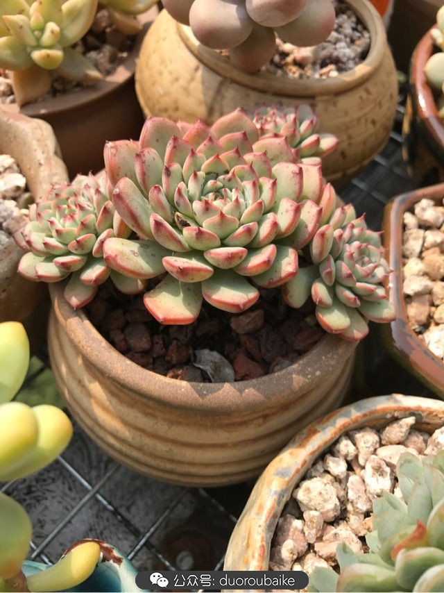 温差大多肉怎么会上色,温差大多肉才能出锦吗