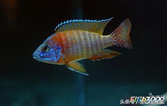 养鱼泥巴,养鱼的草泥