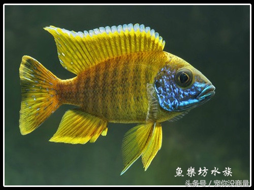 养鱼泥巴,养鱼的草泥