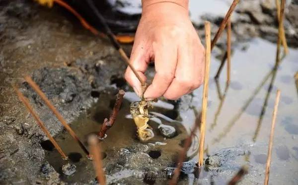 吃货科普小龙虾,360度无死角吃货