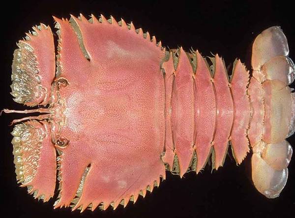 吃货科普小龙虾,360度无死角吃货