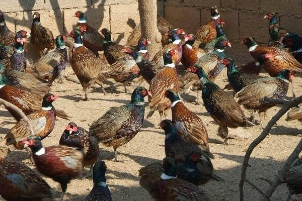 如何开发大型动物养殖场,农村小型养殖场怎么办理手续