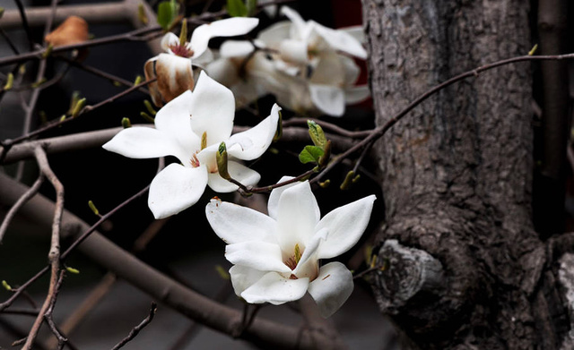 中国十大名寺之首清净寺,苏州市口碑高的十大寺