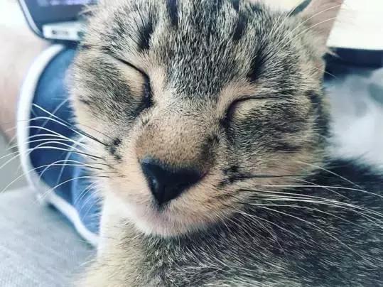 听说养猫的人很有福气吗,听说养猫的男生更容易脱单