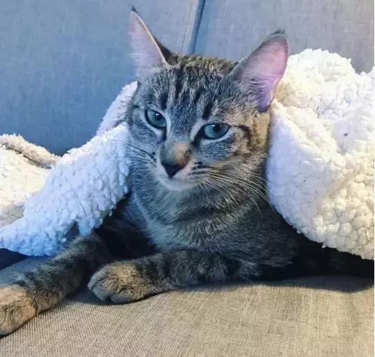 听说养猫的人很有福气吗,听说养猫的男生更容易脱单