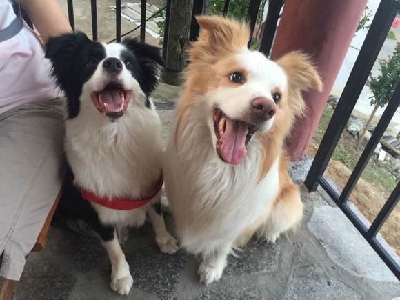 边牧一次能产几只崽,边牧跟拉布拉多生的孩子