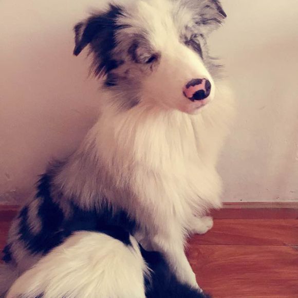 边牧一次能产几只崽,边牧跟拉布拉多生的孩子