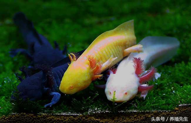 六角恐龙怎么养出鳃霸,六角恐龙怎么养