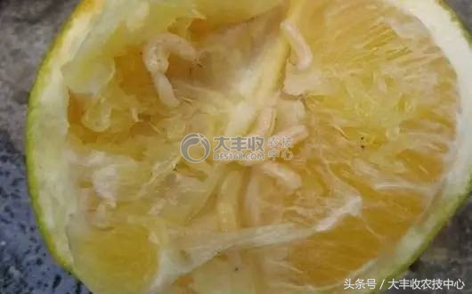 柑橘里长蛆虫能吃吗,吃到蛆柑怎么办