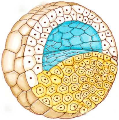 糖耐量减低吃什么降糖药好,糖耐量减低一定会成为糖尿病吗