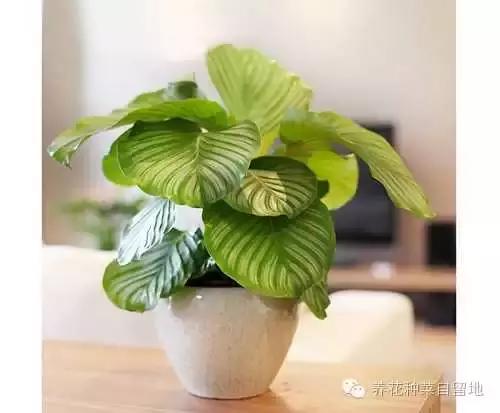 植物浇水死亡原因分析和浇水过多的处理方法！