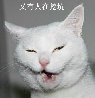 养一只荷兰猪需要花多少钱,养两只荷兰猪一个月需要多少钱