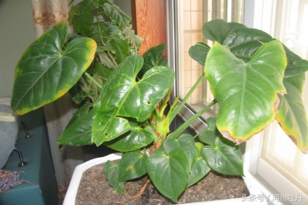 粉色红掌叶子发黄焦边干枯,红掌花杆发黄怎么回事