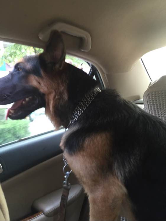 德牧吃饭太冲动怎么办,德牧拉肚子不吃饭怎么办