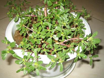 路边的花草也能治愈生活,路边的花可以带回家种吗