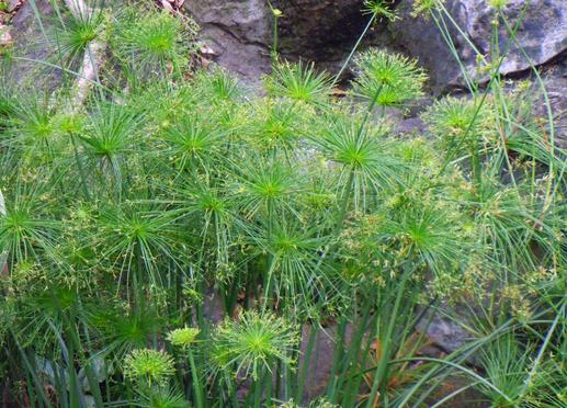 路边的花草也能治愈生活,路边的花可以带回家种吗