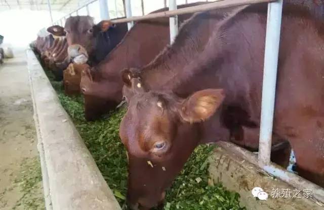牧草养牛小妙招,种植牛羊专用牧草技术